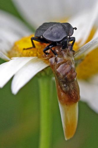 Phosphuga atrata
